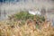 TheÂ great egretÂ (Ardea alba) during flight in the wild